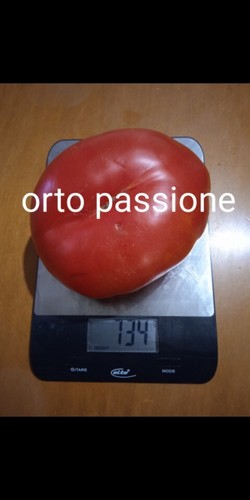 Semi pomodoro gigante - 25,
