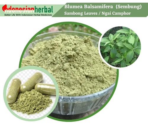 Capsula blumea balsamifera - di,