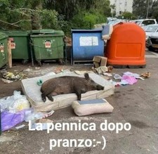 ellettricatore cinghiali