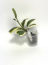 Hoya KERRII VARIEGATA