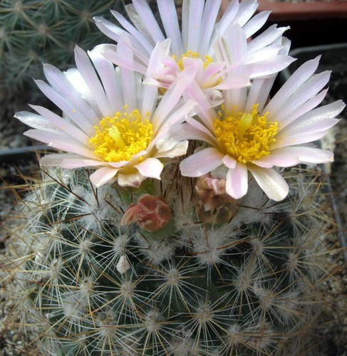 Pediocactus simponii - , v