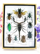 Pezzo unico - Veri insetti