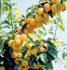 Pianta di susino: varietà