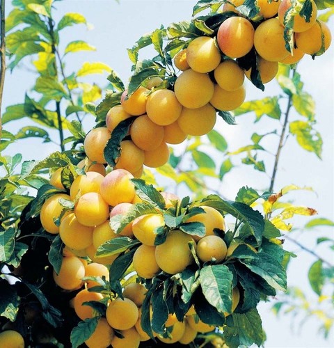 Pianta susino varietà - di,