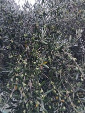 🫒 Olio Extra Vergine