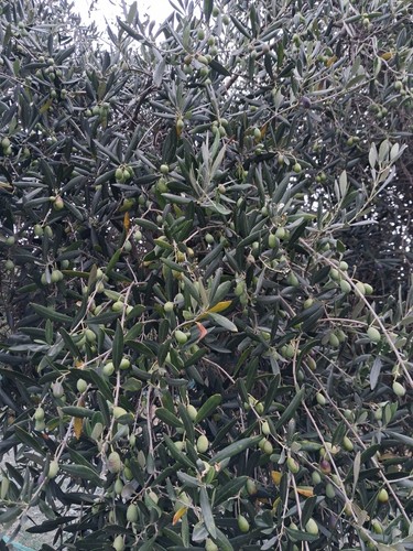 Olio extra vergine - 🫒,