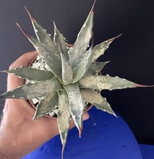 Agave Utahensis, Very Nice