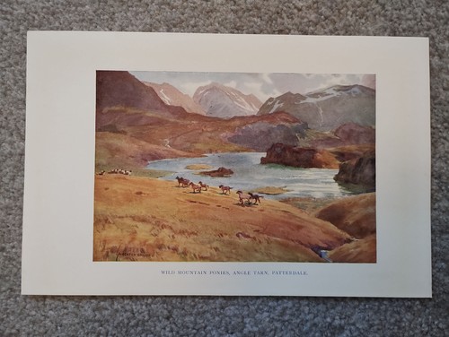 Wild mountain ponies angle - wild,