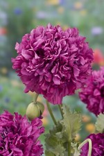 Papavero doppio fior peonia - papavero,