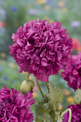 Papavero doppio fior peonia - doppio,