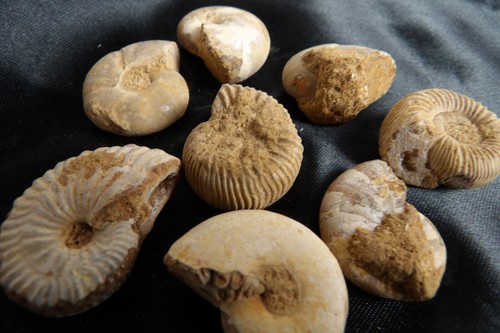 Natural unpolished fossil - natural,