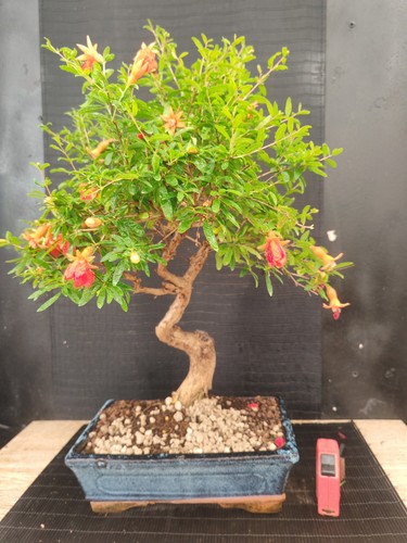 Bonsai melograno h 55 - h, cm