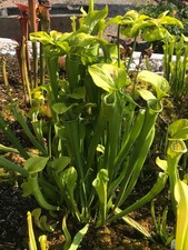 30 semi Sarracenia Oreophila