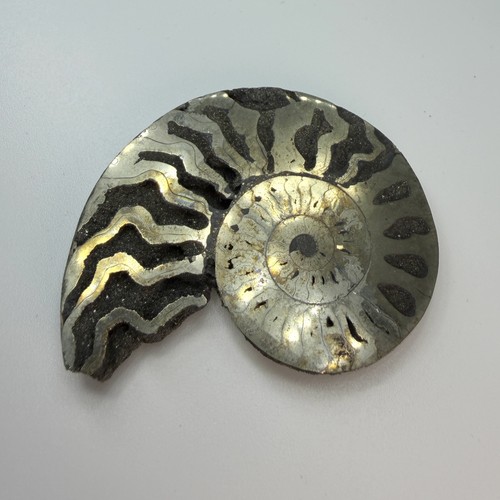 Ammonite piritica fossile