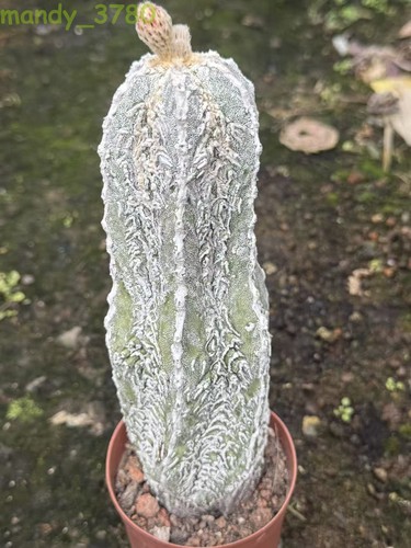 Pianta succulenta astrophytum - succulenta,
