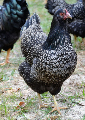 10uova gallina feconde mix - 10uova,
