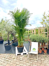 Dypsis lutescens Arecapalma