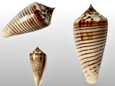 Conidae, Conus mucronatus