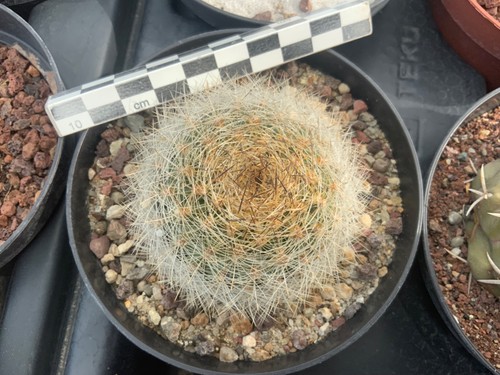 Matucana haynei wysiwyg - matucana,