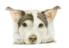 Jack Russel cane animale