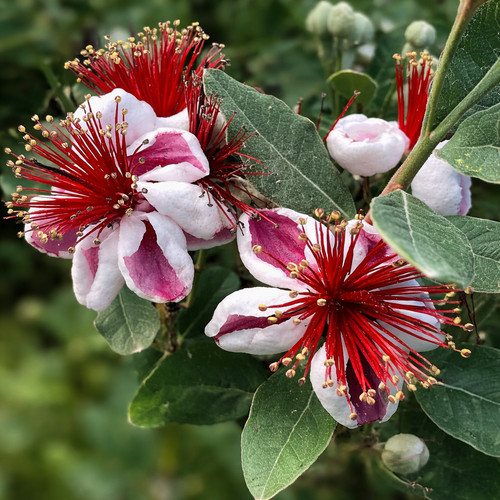 Acca sellowiana seeds - seeds,