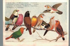 Animali Uccelli varie specie F. Piccolo non spedita