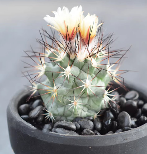 2pcs turbinicarpus - 2pcs,