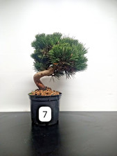 Bonsai pino nero - Pinus