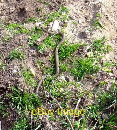 Photo 6x4 native species - photo,