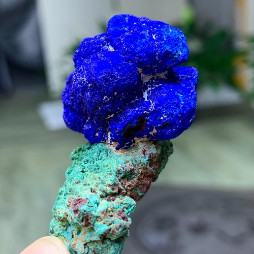 38g migliori esemplari - migliori,