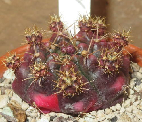 Gymnocalycium damsii - , v