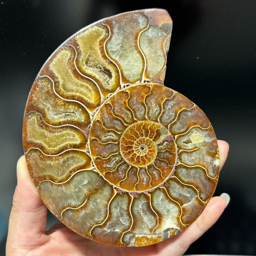 Top 200g ammonite naturale - top,