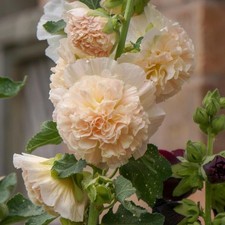 80002840 Stockrose Marjorette Doppio Champagne Alcea 10 semi