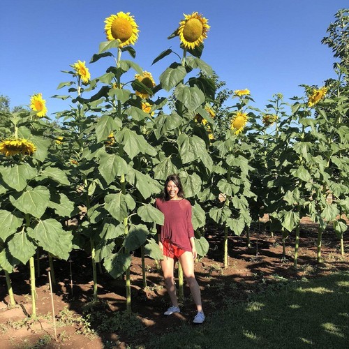 Girasole gigante titan 10 - titan, –