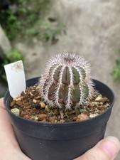 Rara pianta succulenta