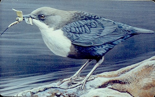 Luxembourg oiseau cingle - luxembourg,