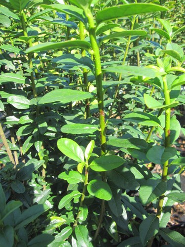 Ligustrum vulgare straight - ligustrum,