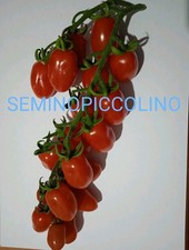 25 Semi Pomodoro Datterino