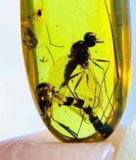 Rarissima Grande Mosca