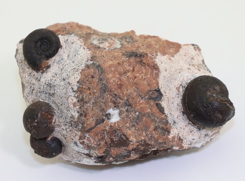 Ammonite monofilliti e - ammonite,,