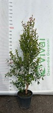 Piante eugenia v18 h - 50, di