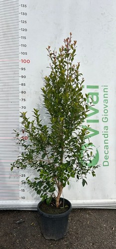 Piante eugenia v18 h - di,