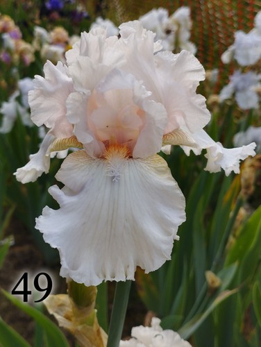 Rizoma iris germanica - iris,
