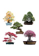 Semi di bonsai eccezionali con