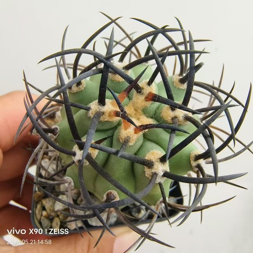 Vendita pianta rara - pz, 5