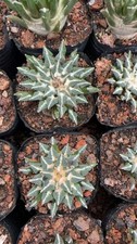 1PZ CM 8 anni Ariocarpus Kotschoubeyanus pianta succulenta di cactus coltivazione semi