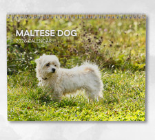 Calendario cane maltese 2026