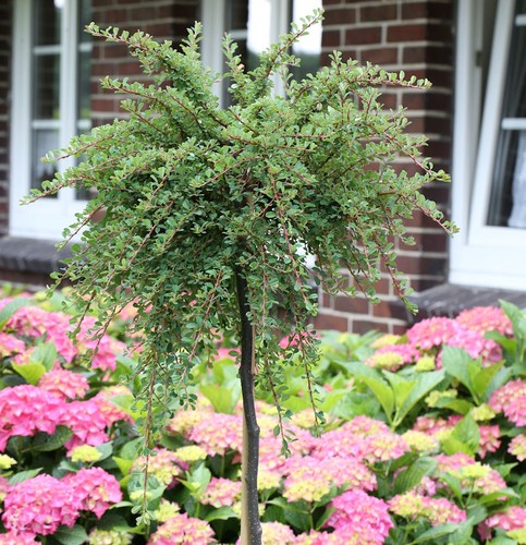 Cotoneaster crescita - cotoneaster,