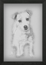 Jack Russell cucciolo 3 mesi