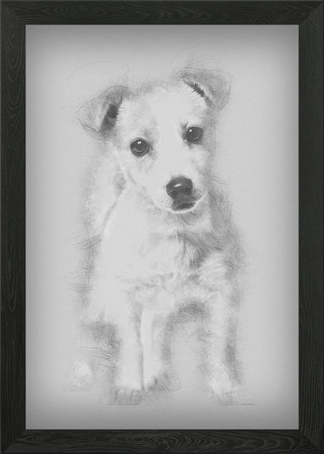 Jack russell cucciolo - jack,